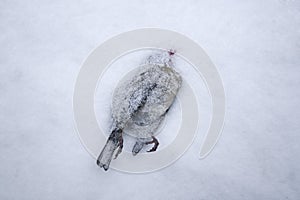Dead bird in the snow