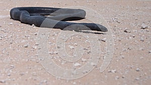 A dead black mamba - Dendroaspis polylepis -  on a white sandy road. The snake has no visible injuries and still looks alive.  The