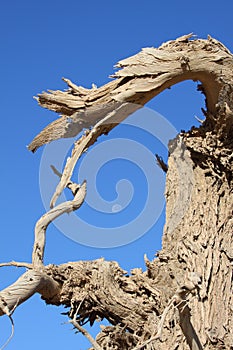 The dead black poplar