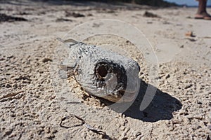 Dead blowfish, dried out on the beach of Malindi