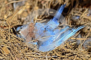 Dead Blue Bird