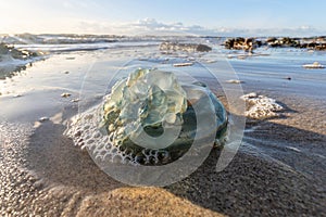 dead blue cabbage bleb