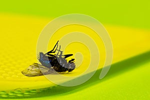Dead Bluebottle fly on a yellow flyswatter with a green background and copy space.