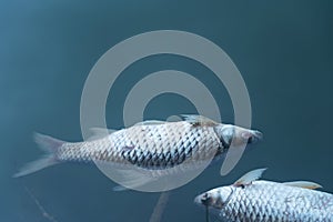 Dead body of fish floating on blue natural water lake environment pollution background