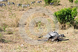 A dead body of a zebra