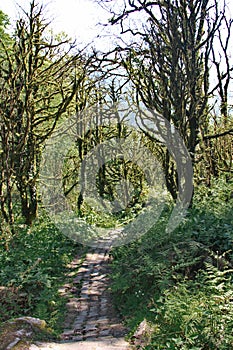 Dead boxwood forest in the mountains of Georgia