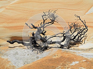 Dead branch in desolate land