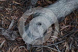 Dead branch lying on the forest floor