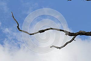 Dead branch on the sky