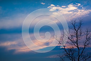 Dead Branch tree with colorful sky