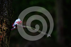 Dead branch on a tree and the remains of a warning tape