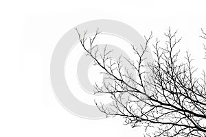 Dead branch on white background