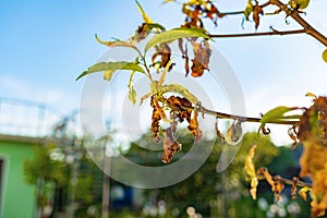 A dead branch and withered leaves on a fruit tree, close-up. Outdoor. The concept of garden pests and droughts