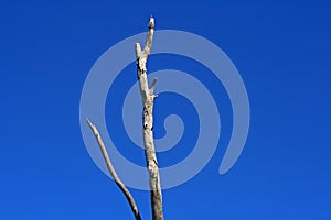 DEAD BRANCHES AGAINST AZURE BLUE SKY