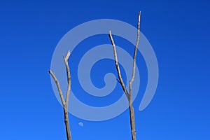 DEAD BRANCHES WITH MOON IN THE MORNING AGAINST THE BLUE SKY