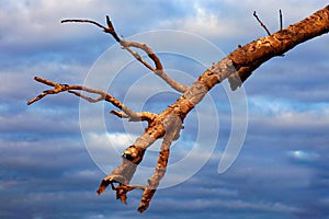dead branches of old tree in gloomy weathet