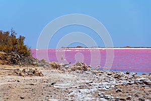 Dead branches and salt crystals at the beach of the pink lake next to Gregory in Western Australia