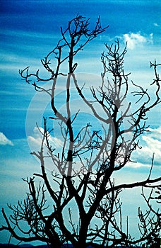 Dead branches and sky
