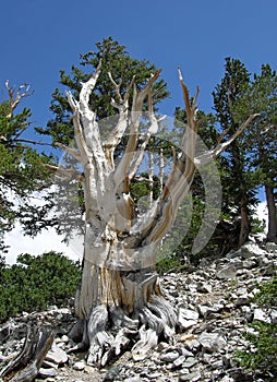 Dead Bristlecone Pine tree in the Great Basin National Park, Nevada