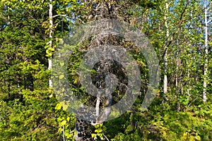 Dead broken tree on Anzersky Island