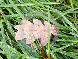 Dead brown autumn dry oak leaf on the wet floor green grass