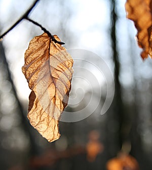 Dead Brown Autumn Leaf with shallow background