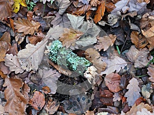 Dead brown autumn leaves wet with raindrops and a moss covered green twig on a forest floor