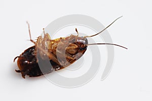 Dead brown cockroach after aplication of insect repellent for pest controlling.