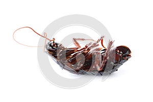 Dead brown cockroach isolated. Pest control