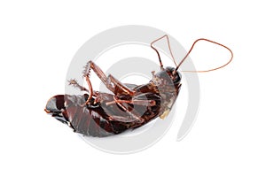 Dead brown cockroach isolated. Pest control