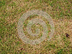 Dead brown grass patch in lawn