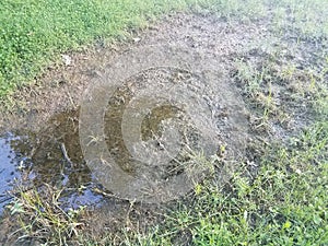 Dead brown grass from water puddle