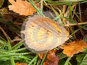 Dead brown leaf autumn fallen on green grass background wet rain