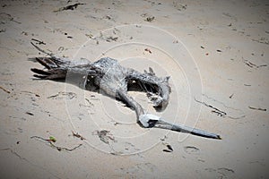 Dead brown pelican