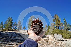 Dead brown Pine cone in the hand and pine tree background nature scene in yosemite national park - united states of america , cali