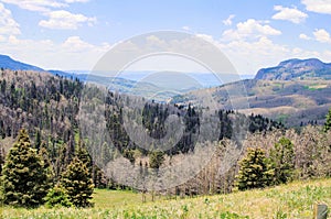 Panorama of Pine Beetle Devestation in the High Mountains of Northern New Mexico photo