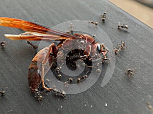 Dead brown wasps are eaten by ants