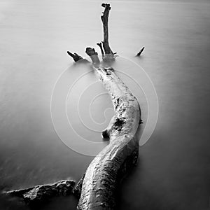 Dead brunch in water. Old pieces of wood in water.