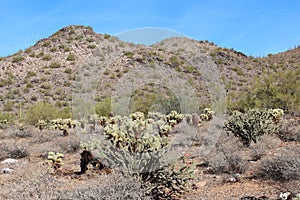 Dead brush and a variety of cholla cacti in front of the McDowell mountains covered with Saguaro cacti and Palo Verde bushes