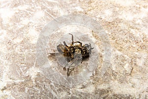 Dead Bumblebee on stone background, fallen headlong
