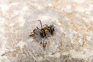 Dead Bumblebee on stone background, fallen headlong