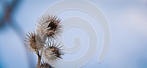 Dead burdock plant in winter