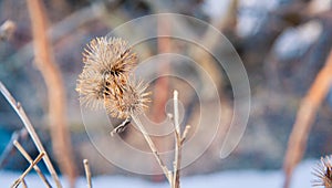 Dead burdock plant in winter