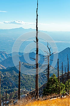 Dead burned and dry trees after forest fire in the hills and mountains of arizona with rolling cliff background in sun