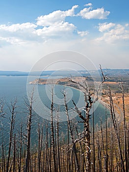 Dead burned trees at Lake Butte View above Yellowstone Lake in Yellowstone National Park in Wyoming