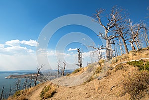 Dead burned trees at Lake Butte View above Yellowstone Lake in Yellowstone National Park in Wyoming