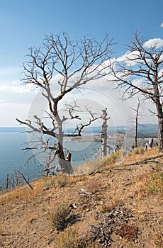 Dead burned trees at Lake Butte View above Yellowstone Lake in Yellowstone National Park in Wyoming