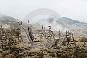 Dead burnt forest landscape