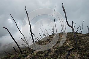 dead burnt forest landscape