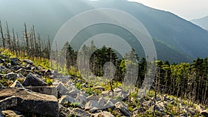 Dead burnt trees near the mountain Livadiyskaya - Pidan in Sikhote-Alin taiga, Russia.